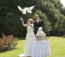 White Dove